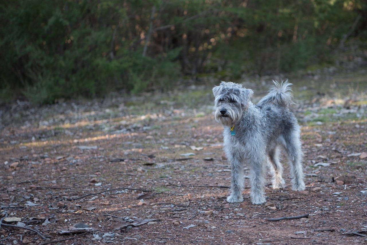 A Guide to Understanding Mixed Breed Characteristics